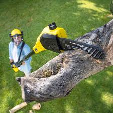 Best Lawn Renovation and Restoration  in Rainier, WA