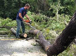 Best Fruit Tree Pruning  in Rainier, WA