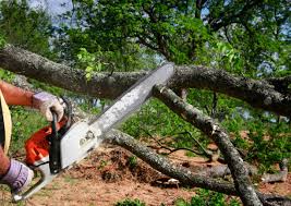 Best Tree Risk Assessment  in Rainier, WA