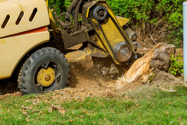 Best Lawn Drainage Solutions  in Rainier, WA