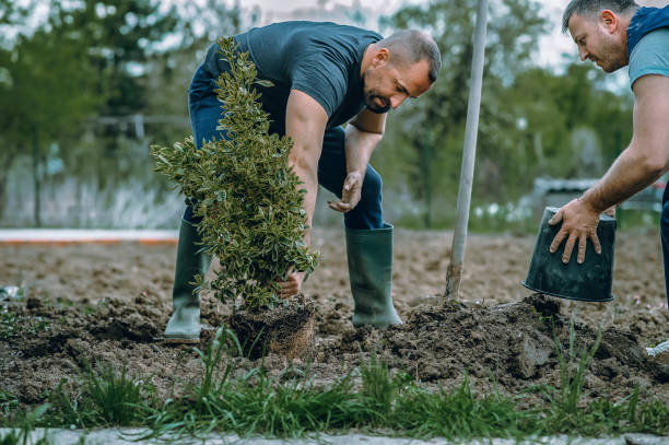 Best Artificial Turf Installation  in Rainier, WA
