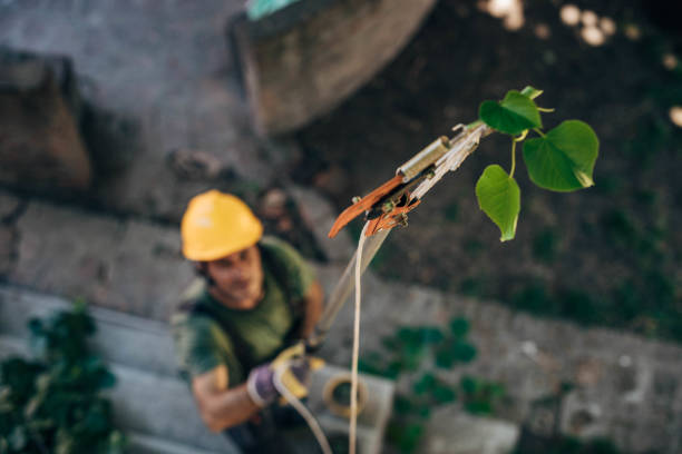 How Our Tree Care Process Works  in  Rainier, WA