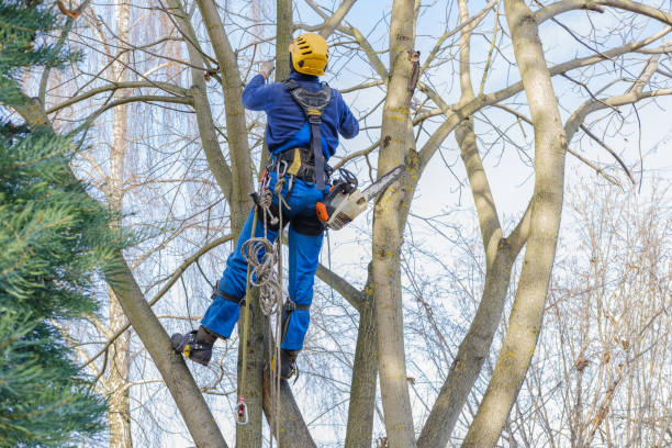 Best Storm Damage Tree Cleanup  in Rainier, WA