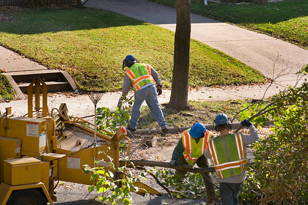 Best Leaf Removal  in Rainier, WA