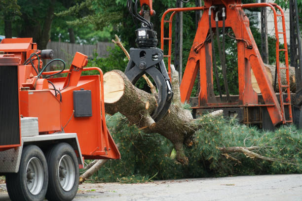 Best Tree Removal  in Rainier, WA